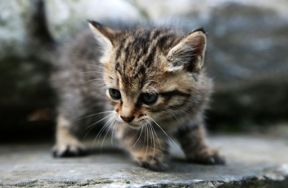 关键词:可爱的小猫咪 动物 可爱 猫咪 宠物 摄影 摄影 生物世界 家禽