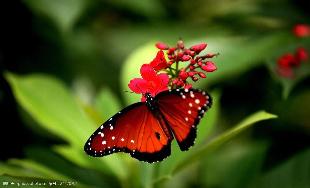 红花红蝴蝶