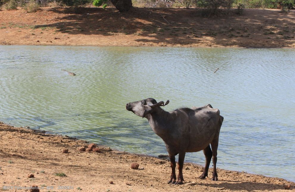 斯里兰卡水牛