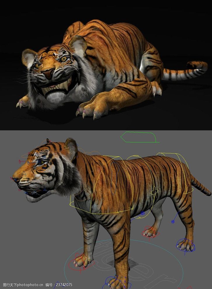 精致老虎maya3d模型有绑定