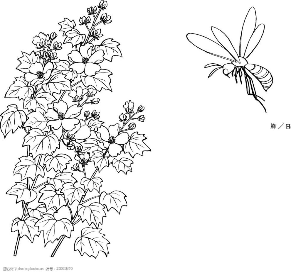 线描芙蓉蜜蜂矢量素材