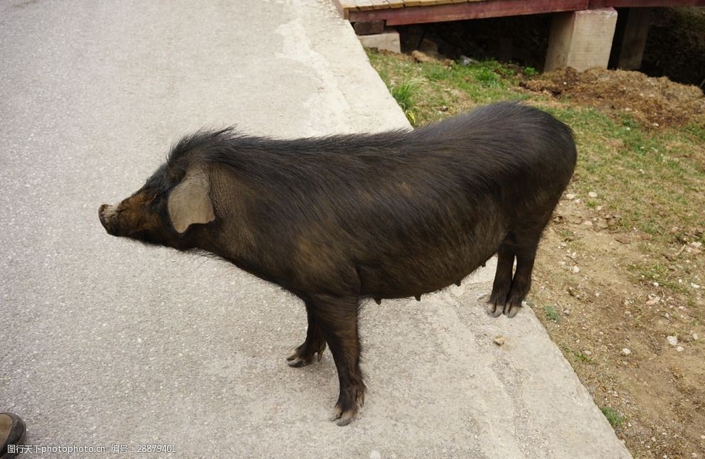 关键词:普达措野猪 野猪 黑猪 云南 香格里拉 普达措 摄影 生物世界