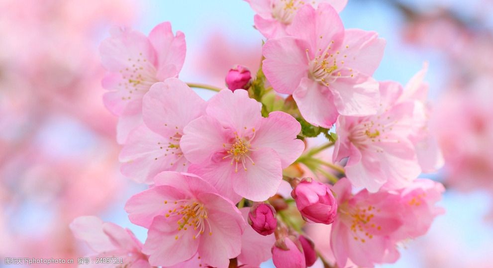 春天盛开的樱花 摄影 花卉 素材 照片 花草 粉色 樱花 盛开 春天 生物