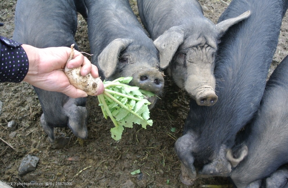 黑毛猪吃萝卜