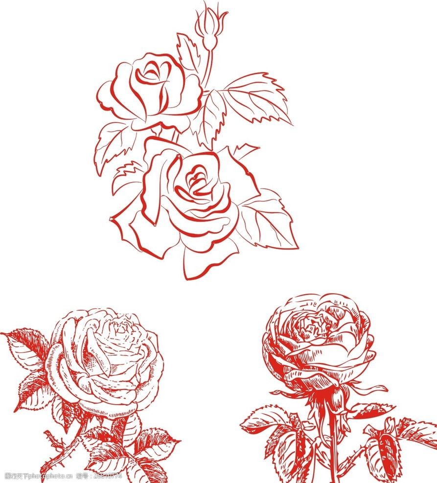 玫瑰花素描
