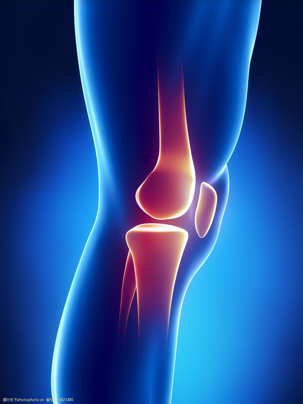 关键词:关节疼痛高清 膝盖 高清图片 骨骼 立体图 模型 人体 医疗