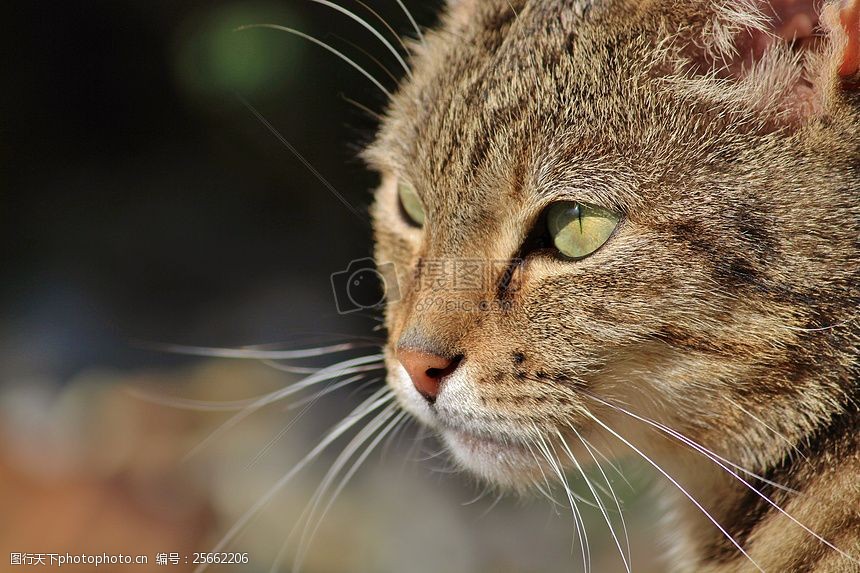 词:特写镜头下的的猫脸 小猫 宠物 花纹 胡须 耳朵 眼睛 凝视 棕色