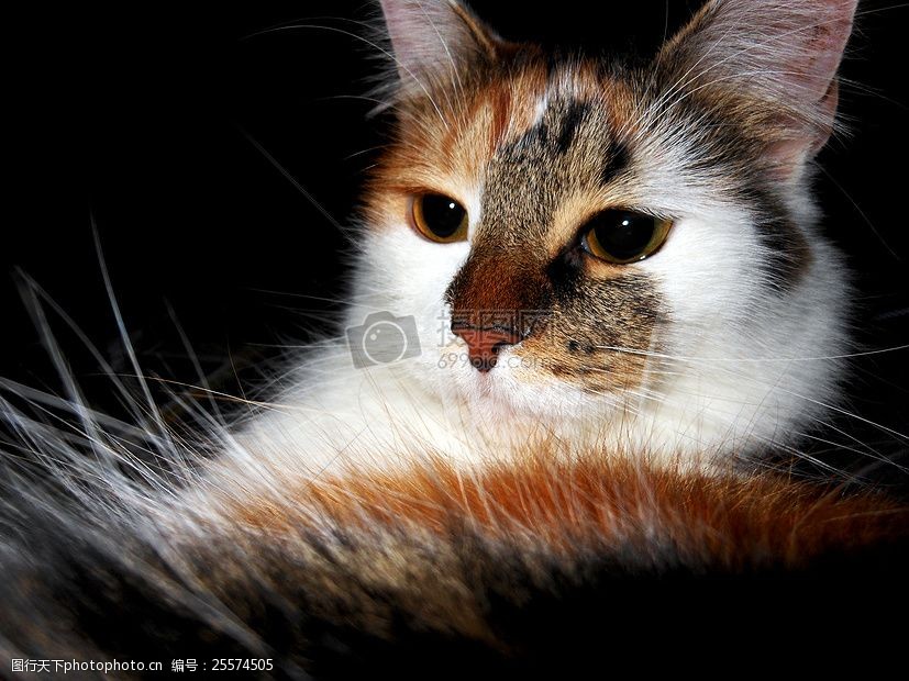 卧着的一只猫咪 猫 宠物 对阿尼姆 宏 动物医院 鱼骨 卧着 一只 猫咪