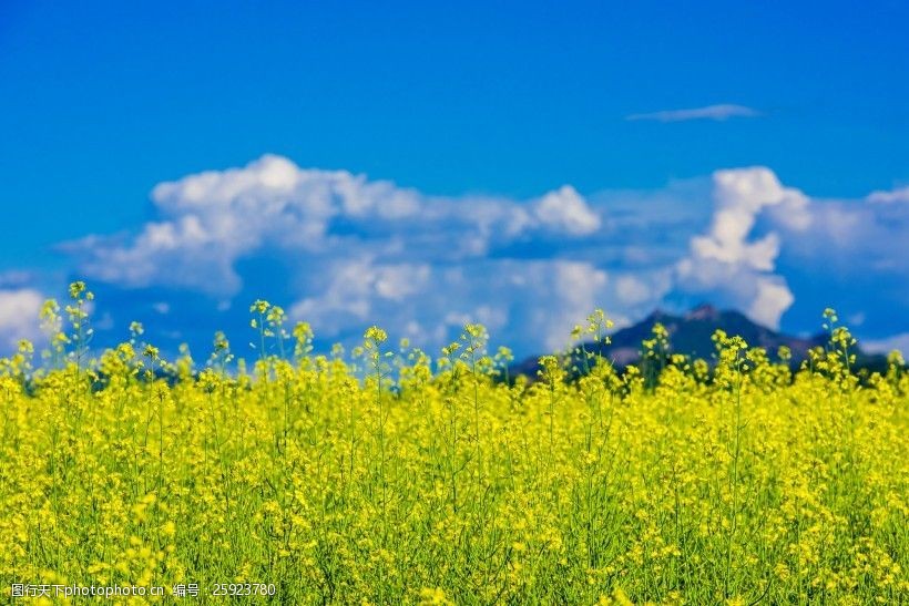 吉林集安油菜花风景