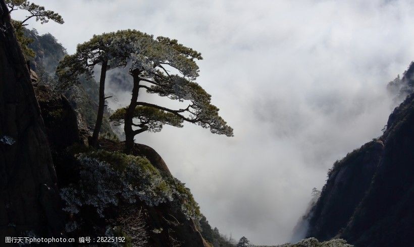 安徽黄山奇松风景