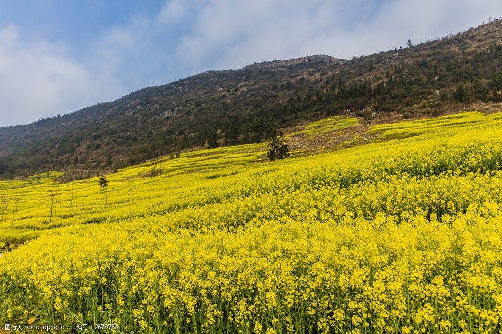 美丽的油菜花风景图片