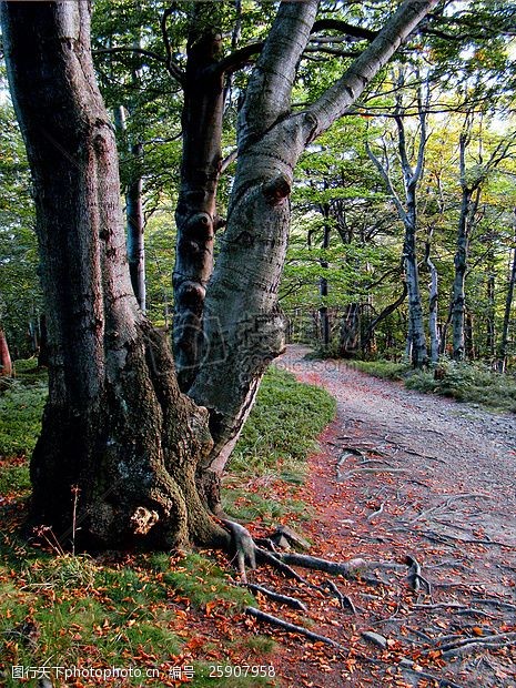 关键词:森林里的树木 山毛榉 森林 方式 树木 植物 地面 秋天 树枝