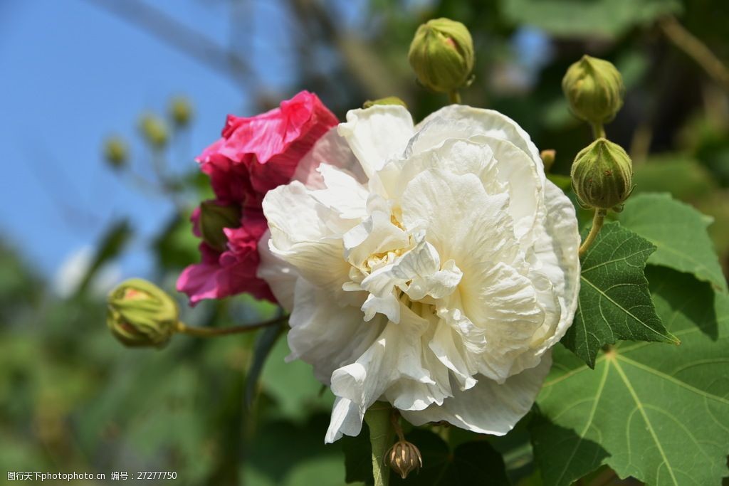 鲜艳白色芙蓉花图片