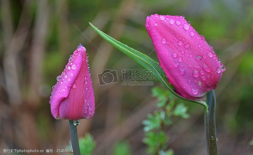 沾满露水的花朵