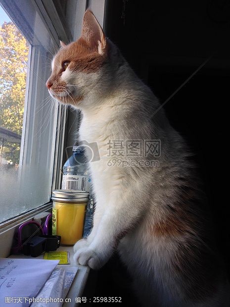 动物,宠物,雾,站立,橙,猫,猫,爪子,美丽,神奇,耳朵,自然,晶须,白,猫
