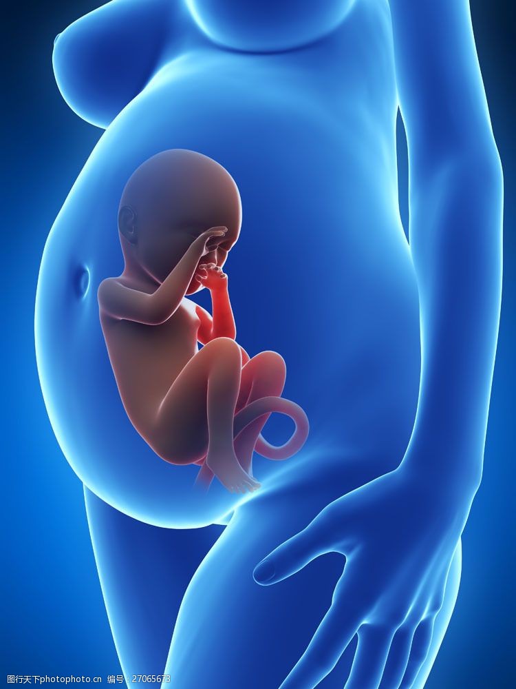 肚中发育的胎儿图片
