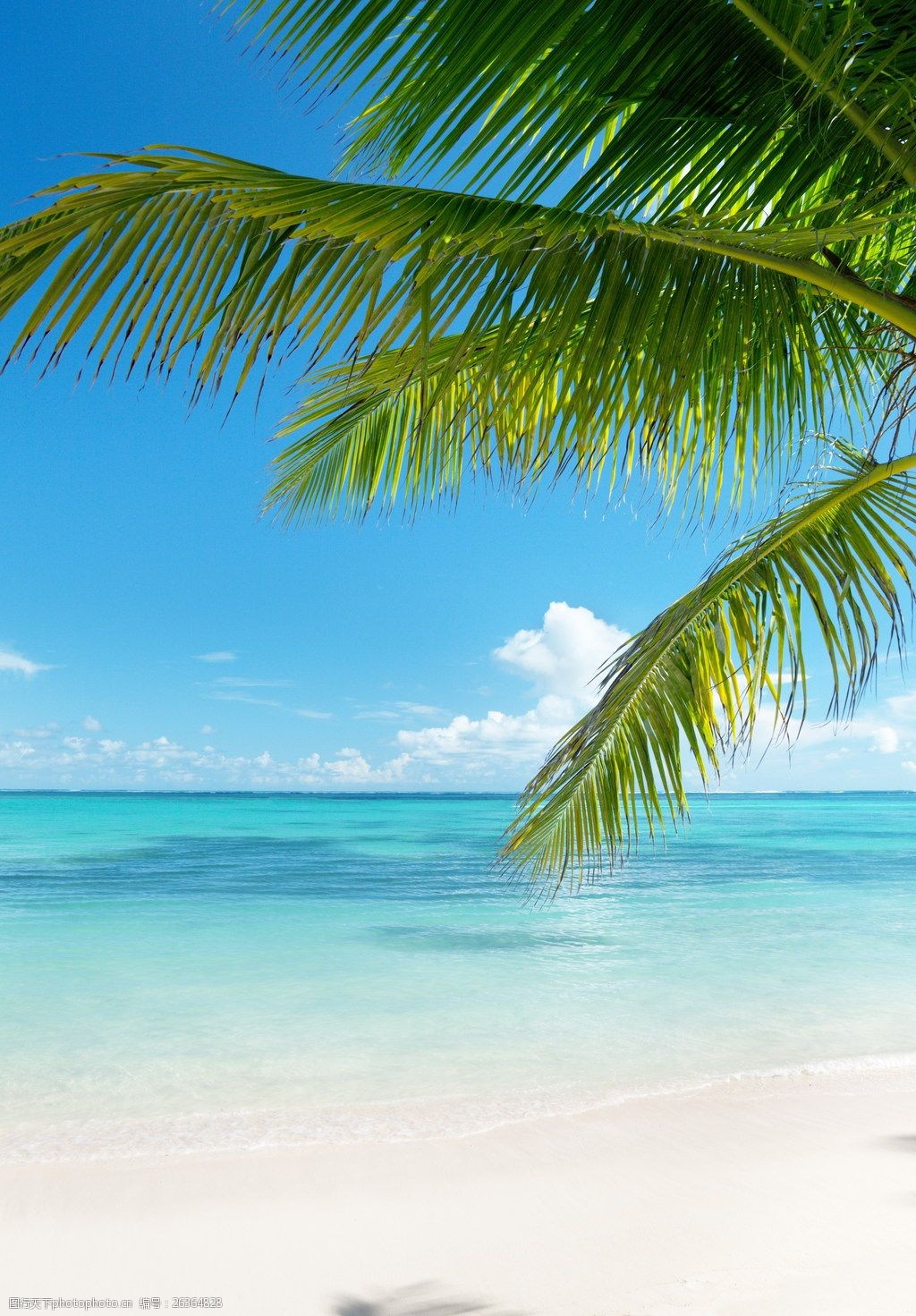 关键词:唯美海边椰子树风景景图片下载 蓝色 清新 海边 大海 海水