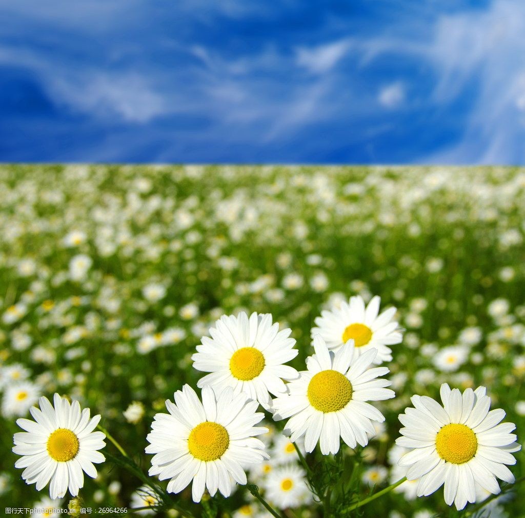 唯美白色菊花花海图片