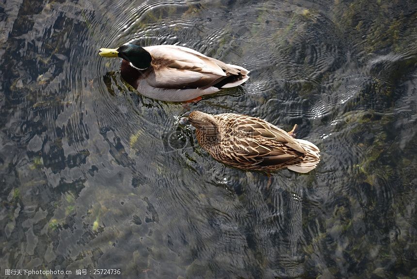 关键词:水面上的鸭子 德雷克 趋向 自然 野生动物 反思 水禽 鸭子