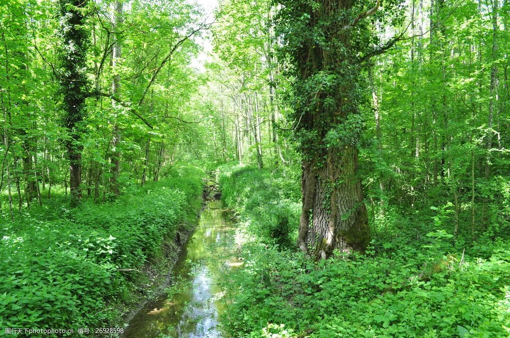 关键词:春天绿色树林风景图片素材下载 春天 绿色森林 树木 树林 森林
