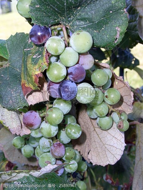 关键词:树枝上的一串葡萄 葡萄 水果 藤 葡萄酒 收获 绿色 紫色 新鲜