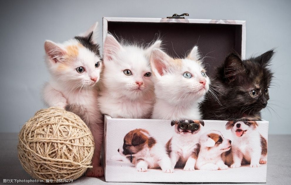 宠物猫可爱的小猫