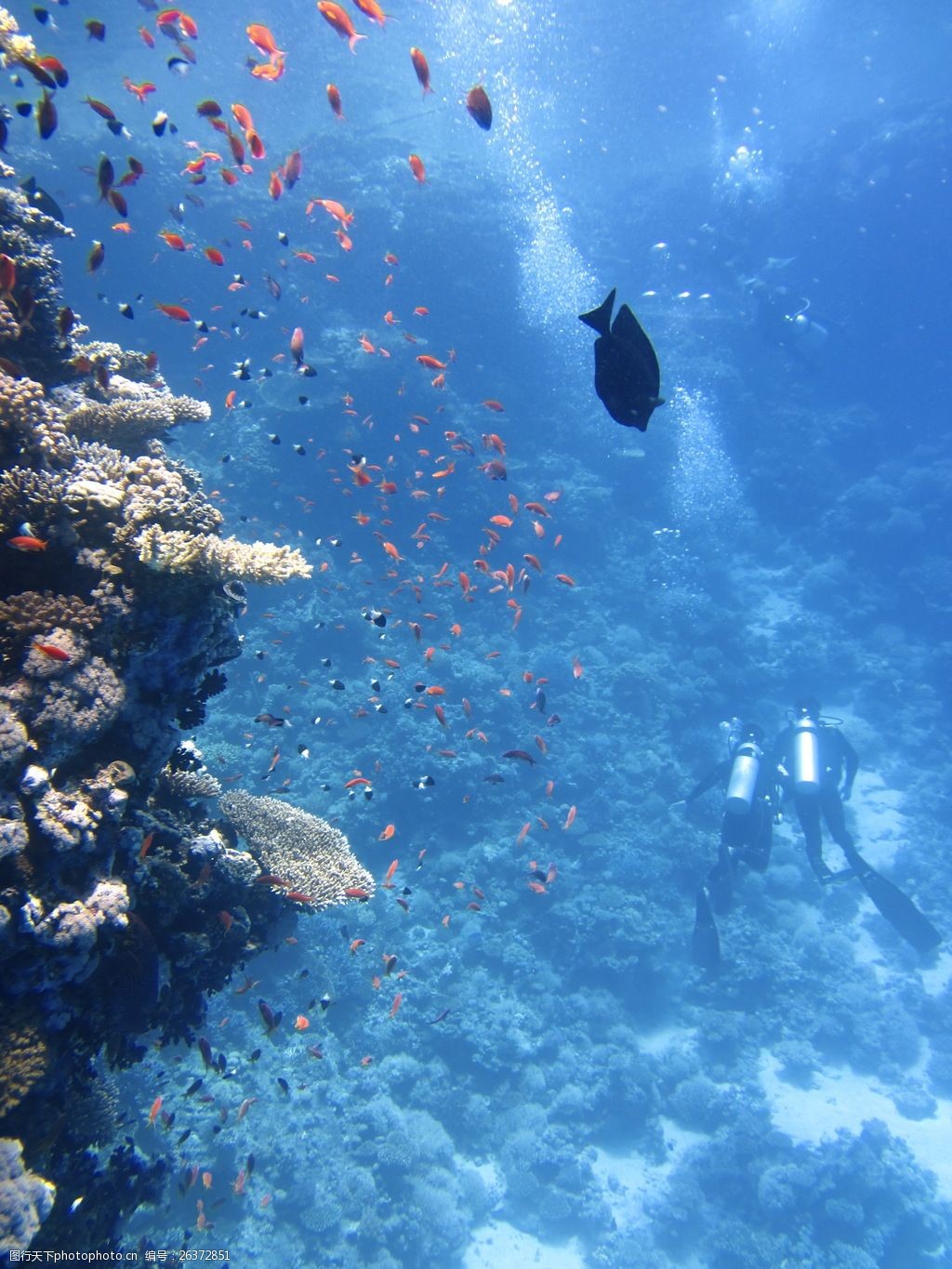 动植物  关键词:真实海底世界高清图片下载 海底世界 海底 海洋 礁石