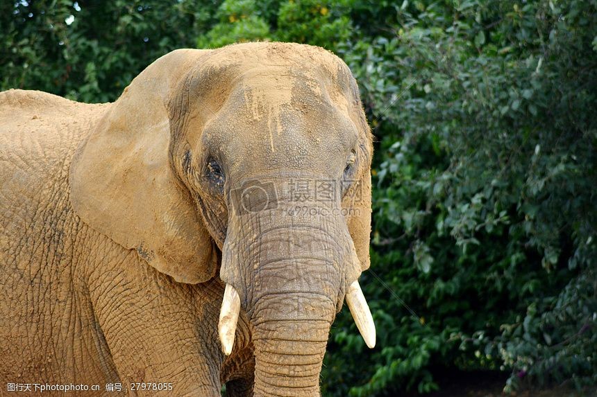 关键词:长鼻子的大象 象 长鼻目 非洲大象 耳朵 树干 象鼻 皱 皱纹 大