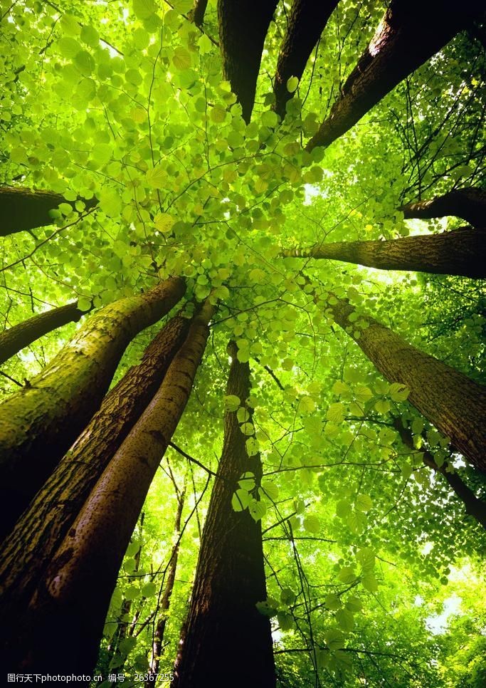 关键词:高清仰视树林风景图片素材下载 绿树 树林 森林 树木 树枝