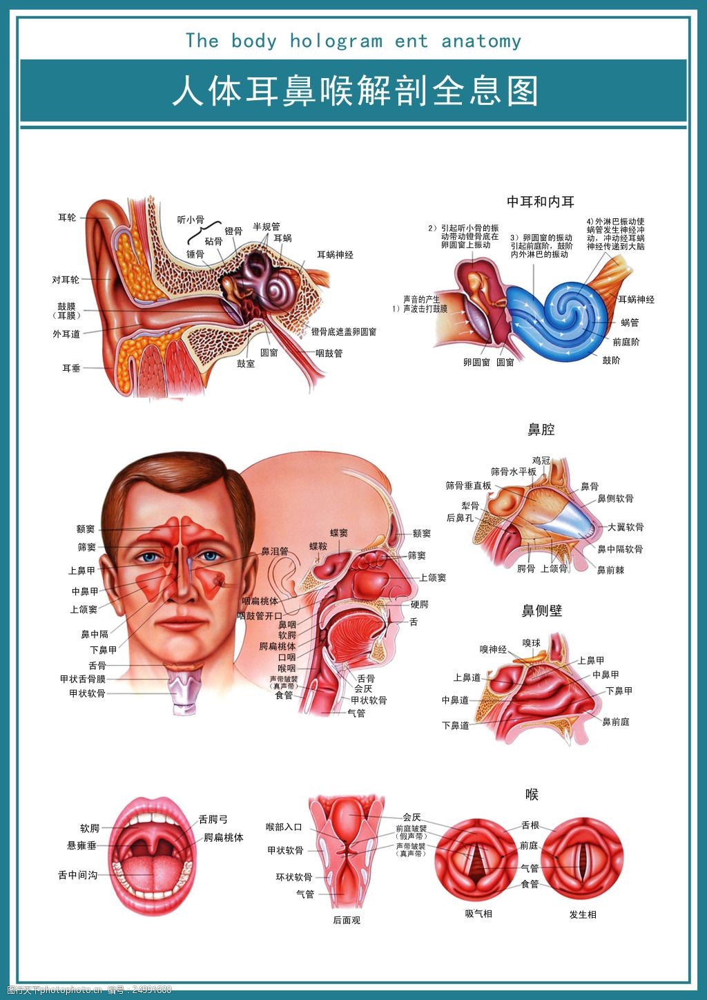 医学展板人体耳鼻喉解剖全息图超清psd图