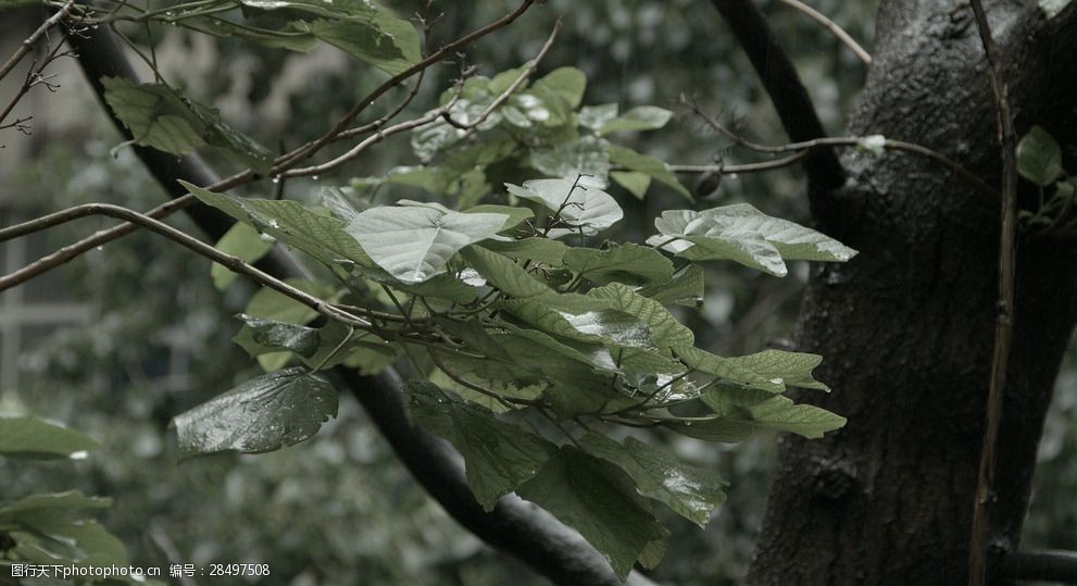 雨中的树叶近景