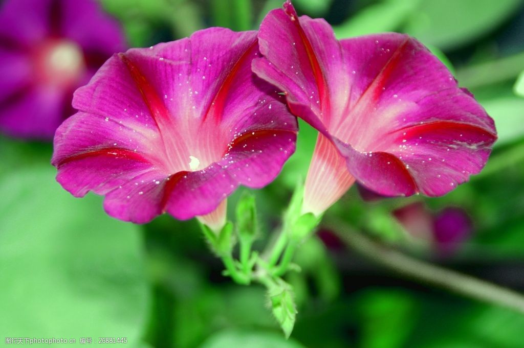 关键词:牵牛花高清 牵牛花图片 牵牛花 红色花朵 红色鲜花 自然花朵