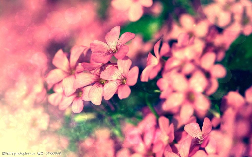 高清素材 动植物  关键词:唯美粉色花朵高清图片素材下载 非主流 鲜花