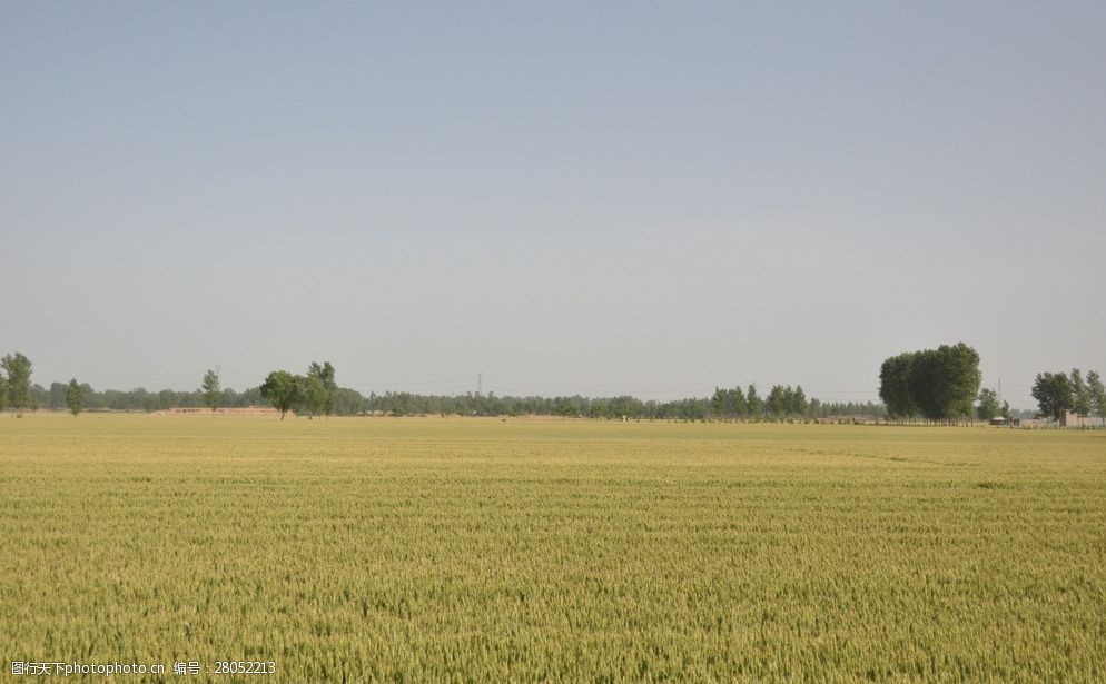 麦田风景 小麦 大田 麦田 金色麦浪 小麦风景 摄影 现代科技 农业生产