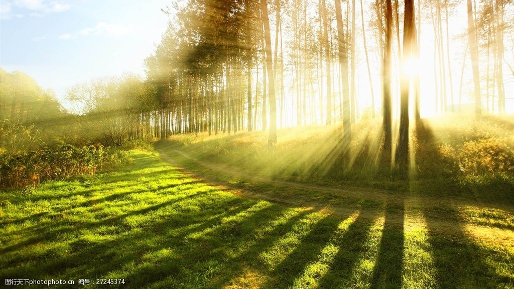 自然风景  关键词:阳光下的树木高清图片下载 唯美 阳光 树木 清新