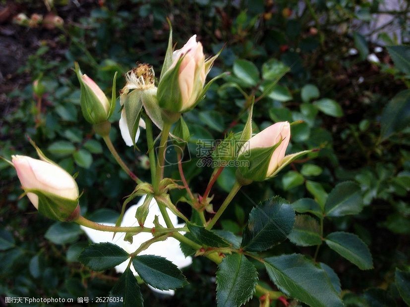 关键词:冒出头的几朵花骨朵 玫瑰 花卉 自然 大自然 植被 绿色 大树