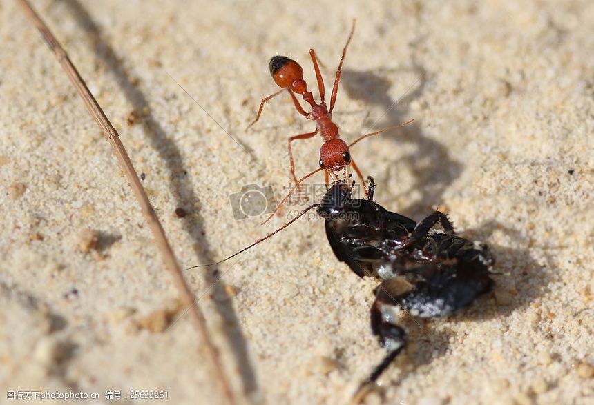 红蚂蚁拉澳大利亚本土蟑螂