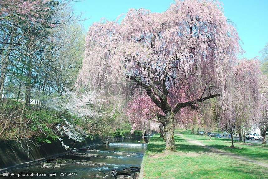 关键词:湖水边盛开的桃树 公园 春天 开花 树木 盛开 粉色 美艳 湖水