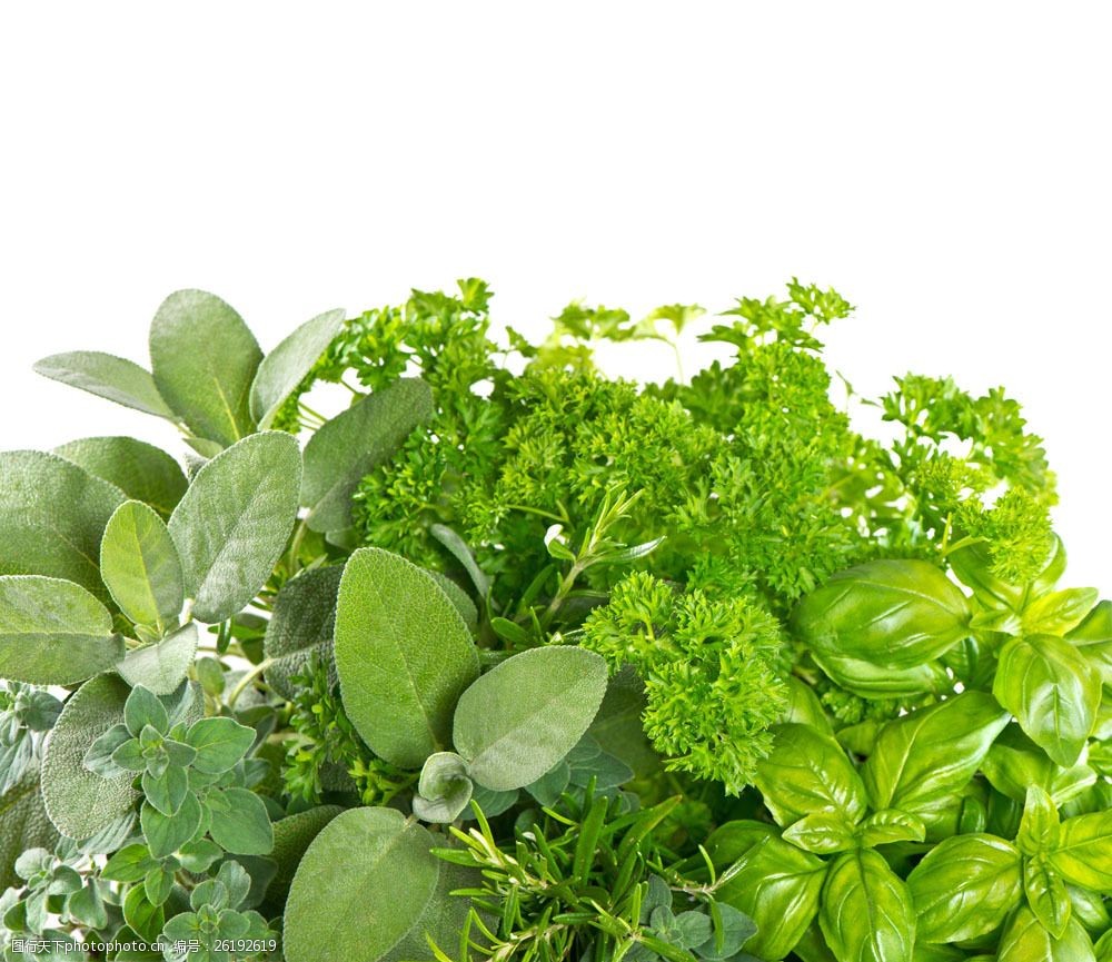 关键词:绿色蔬菜图片素材 绿色 蔬菜 叶子 食物 蔬菜图片 餐饮美食