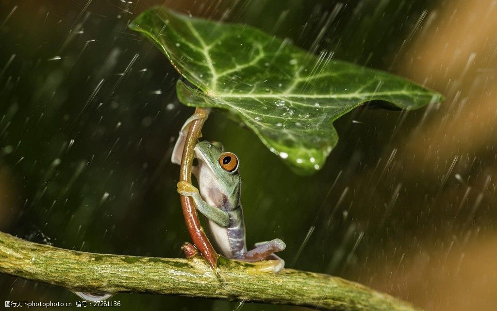 雨天青蛙树叶图片