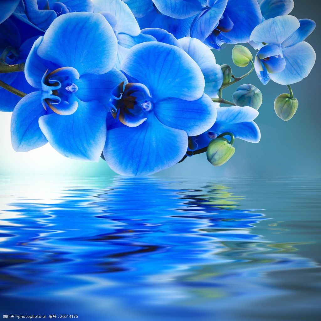 关键词:蓝色 艳丽 蝴蝶兰 兰花 鲜花 蓝色花朵