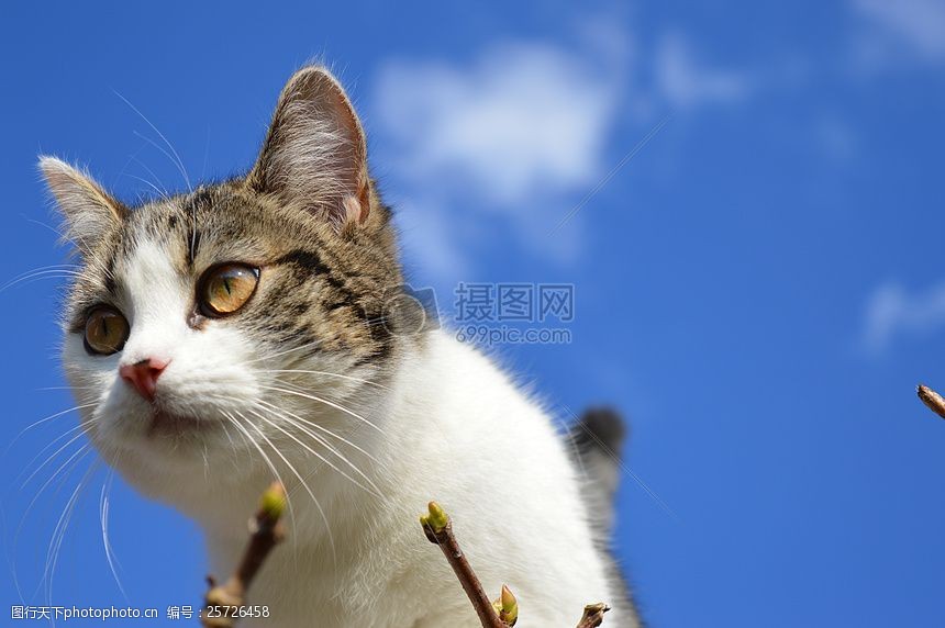 蓝天下的小花猫侧身照