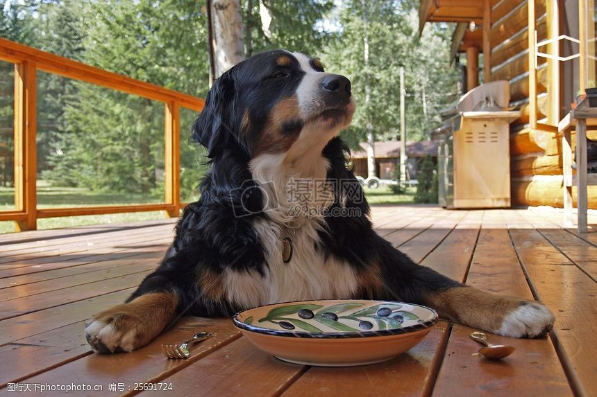 关键词:趴在地板上的狗 盘子 牧羊犬 地板 阳光 食物 狗     红色 jpg