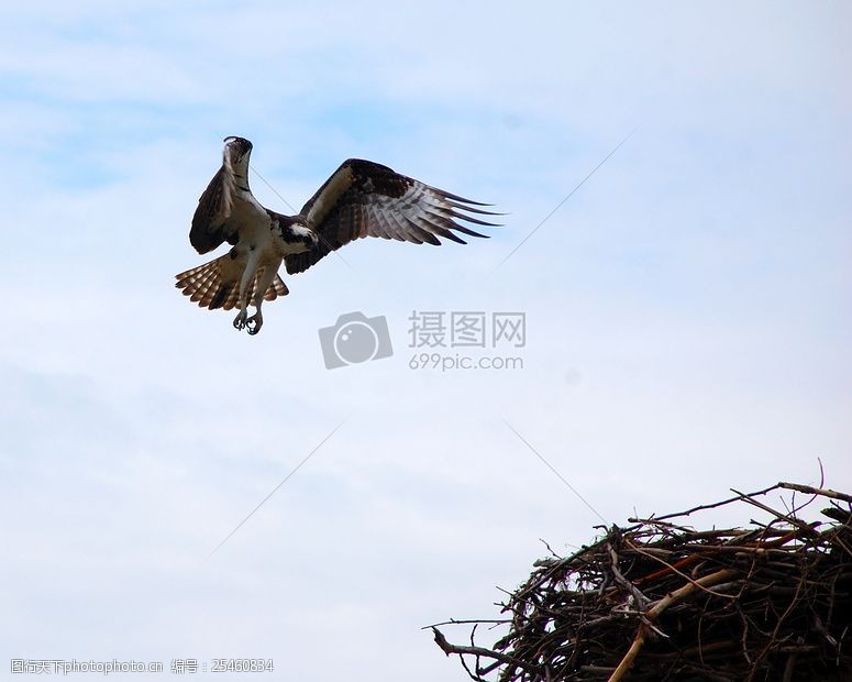 关键词:蓝天白云下翱翔的雄鹰 鱼鹰 鹰 海鹰 猛禽 鸟 蓝天 白云 天空