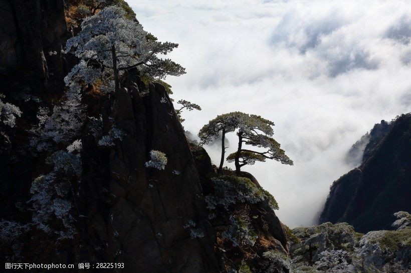 安徽黄山奇松风景