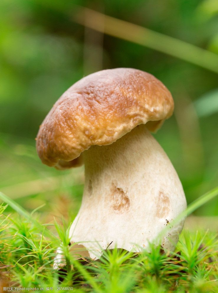 草地蘑菇近景图片