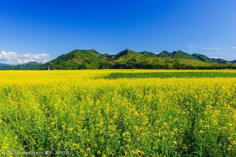 吉林集安油菜花风景