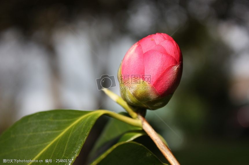 含苞待放的山茶花