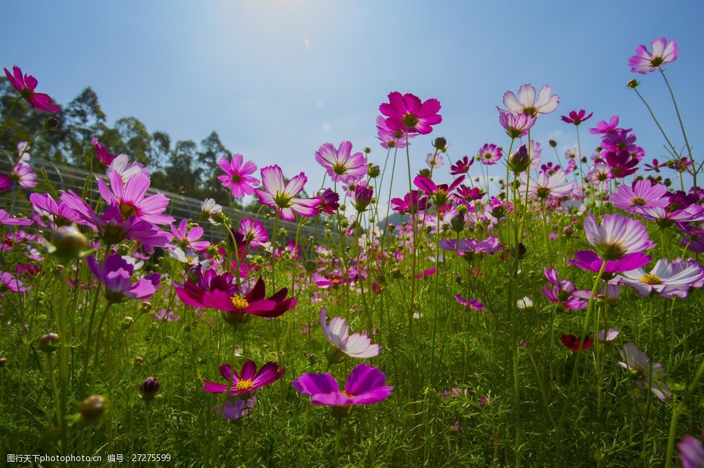 美丽的格桑花图片