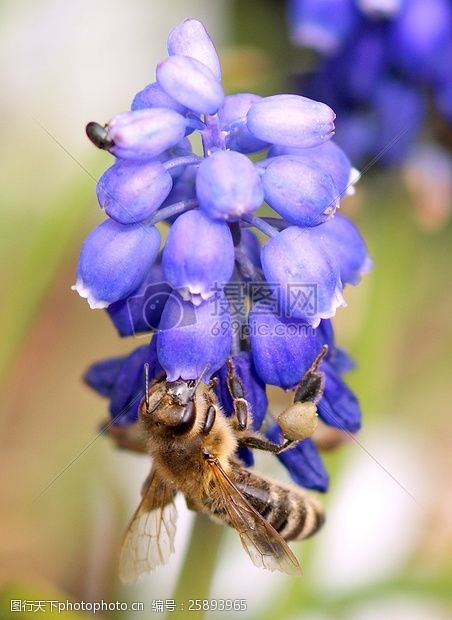 关键词:花朵上的蜜蜂 蜜蜂 蓝色 花园 花粉 花朵 花瓣 蜂蜜